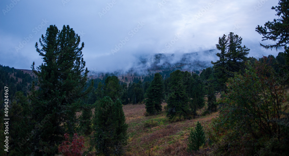 foggy morning in the forest in the altai mountains