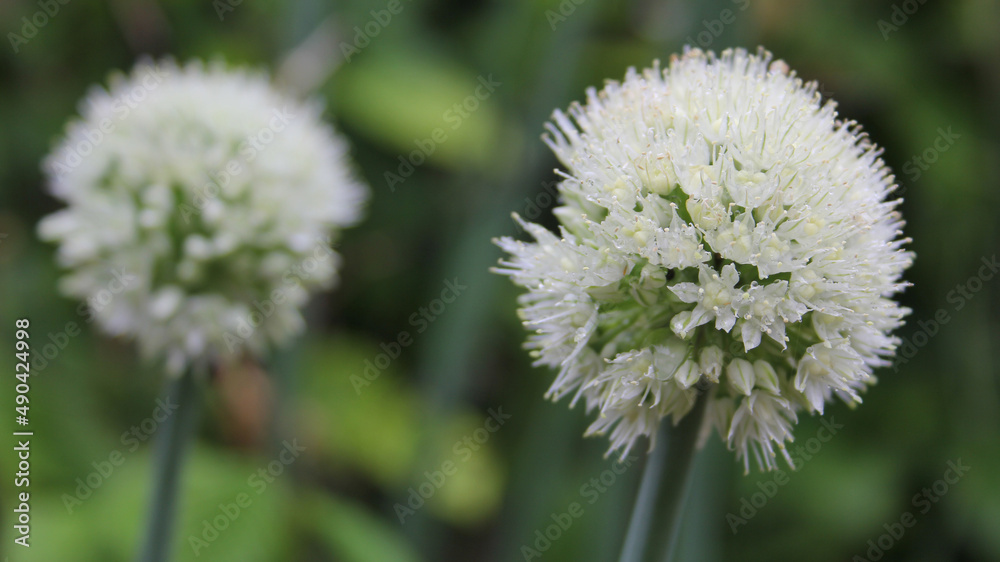 Shallots Blooming in Organic Garden on Rainy Day Shallots Blooming in Organic Garden on Rainy Day