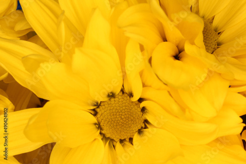 Bright Yellow Chrysanthemums Close up in outdoor lighting © LMPark Photos