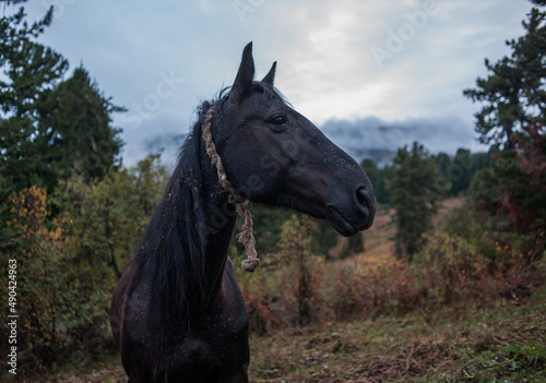 portrait of a black old horse on a foggy morning in the mountains of the altai region © Ksenia Groshova