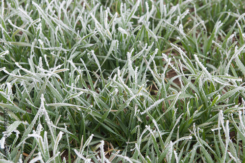 frost on green wheat close up. Nature background.