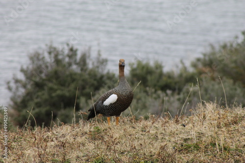 Cauquen hembra