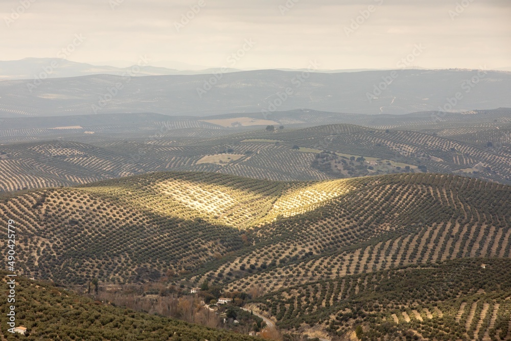 Olive groves in Jaen, Andalusia, Spain