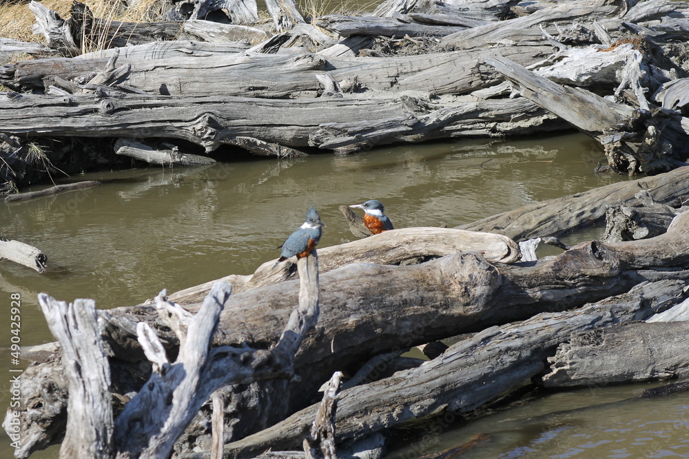 Martin Pescador, Parque Nacional Tierra del Fuego