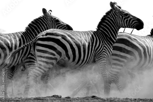 A heard of Zebra  Equus quagga  fighting near a waterhole. Kenya. 
