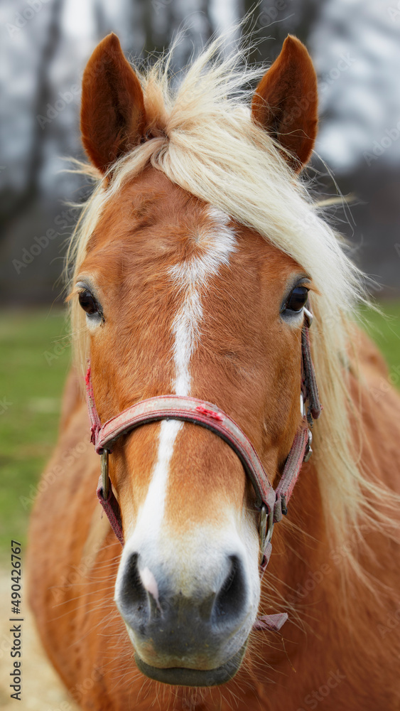 Beautiful brown horse outdoor at daytime. Beautiful brown horse outdoor at daytime.
