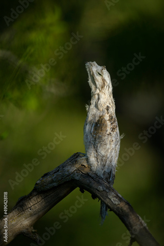 urutau, nyctibius griseus photo