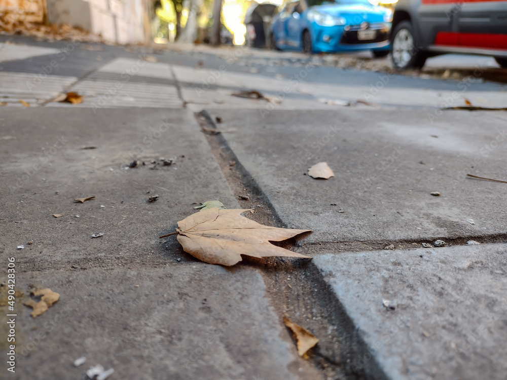 Obraz premium Fallen leaf in the city