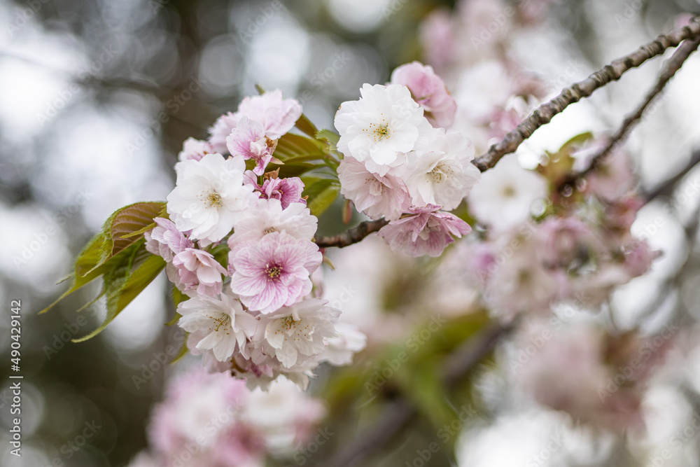 満開の八重桜の花のアップ 背景 マクロ 満開の八重桜の花のアップ 背景 マクロ