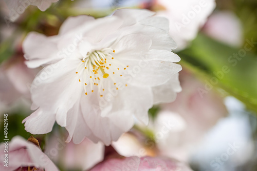満開の八重桜の花のアップ 背景 マクロ