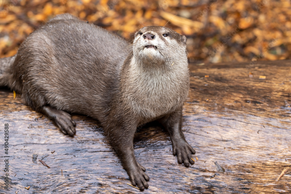 Oriental Short-clawed Otter in captivity Oriental Short-clawed Otter in captivity