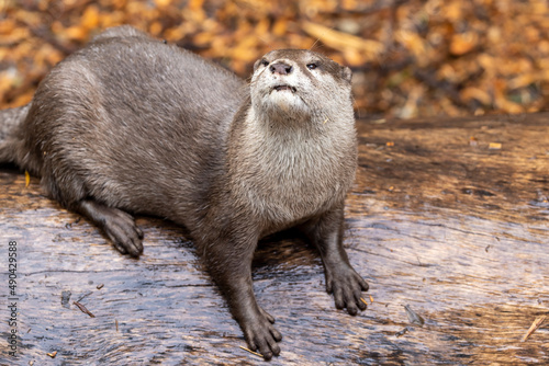 Oriental Short-clawed Otter in captivity