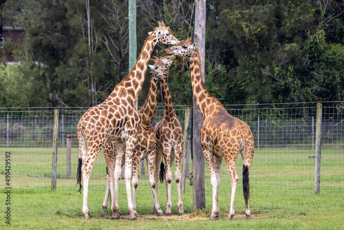 Rothchild s Giraffe feeding at Mogo Zoo  New South Wales Australia