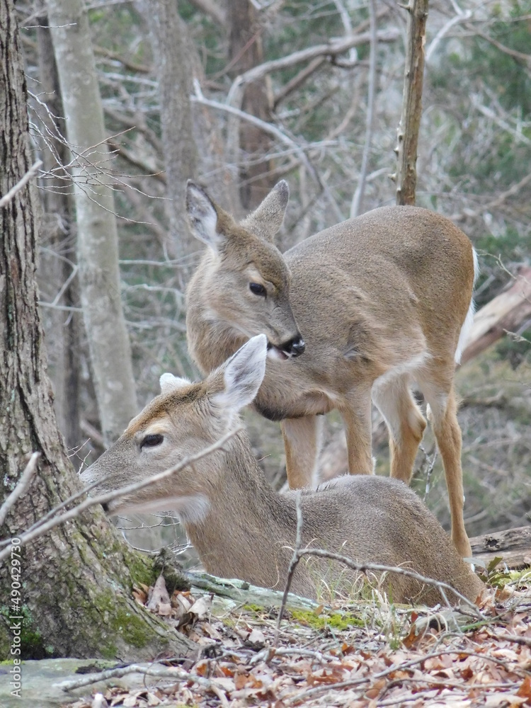 A pair of whitetail deer at ease in the forest