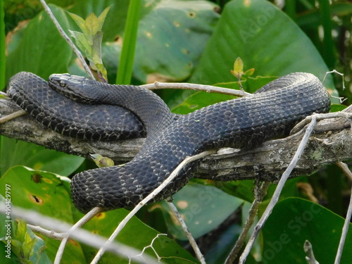 A black rat snake rests on a branch above the swamp photo