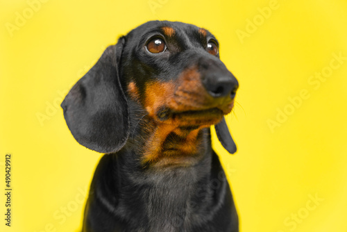 Portrait of adorable dachshund puppy who obediently sits and looks away, following a command, yellow background, copy space for pets and veterinary advertising, studio shooting