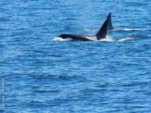 A pair of Orcas surface for air near the San Juan Islands  Washington