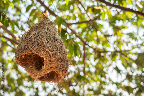 A bird nest which is built from dry hay, hanging down from the tree branch. Animal nature photo. photo