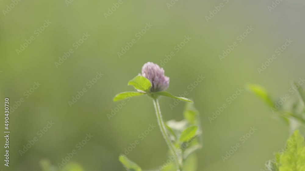 Close-up of small petals and stems (2) Close-up of small petals and stems (2)