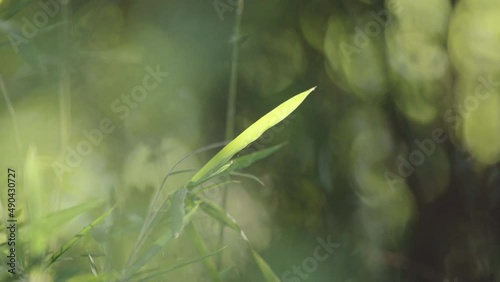 The environment with green leaves