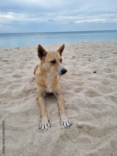 dog on the beach © Ngootoon