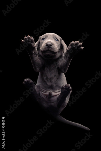 Weimarner Welpe von unten durch eine Glasscheibe aufgenommen 