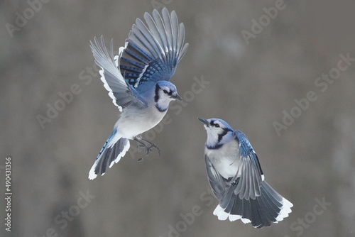 Obraz na plátně Blue Jays fighting for food at tray feeder on winter afternoon with background of forest