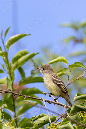 A Yellow-bellied Elaenia also know as Guaracava perched on the branches of a tree. Species Elaenia flavogaster. Animal world. Birdwatching. Flycatcher. photo