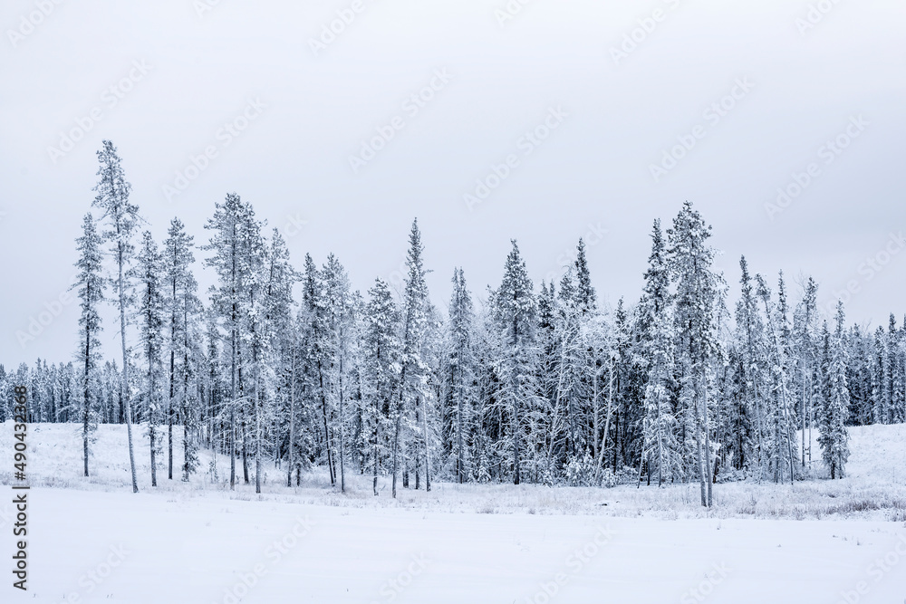 Fototapeta premium Yukon, Winter Trees