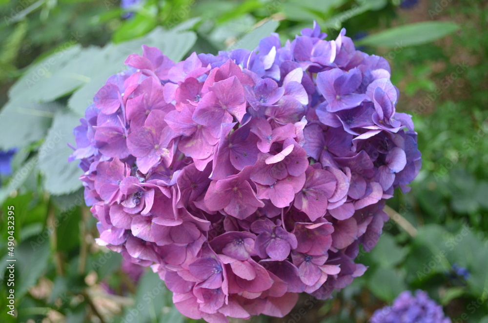 Closeups of blue and purple tinted flowers