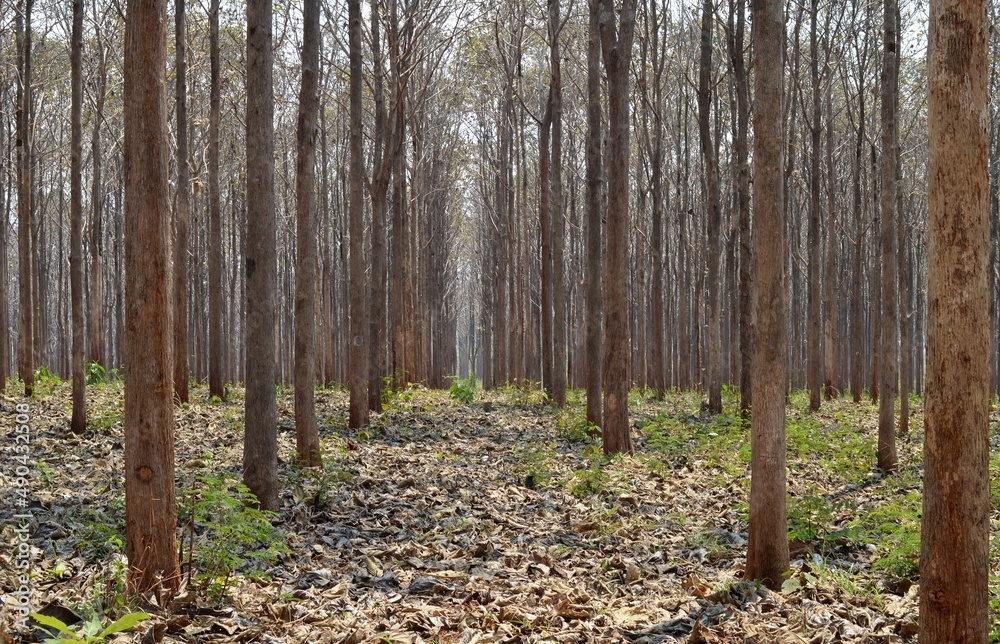 forest in autumn for design and background forest in autumn for design and background