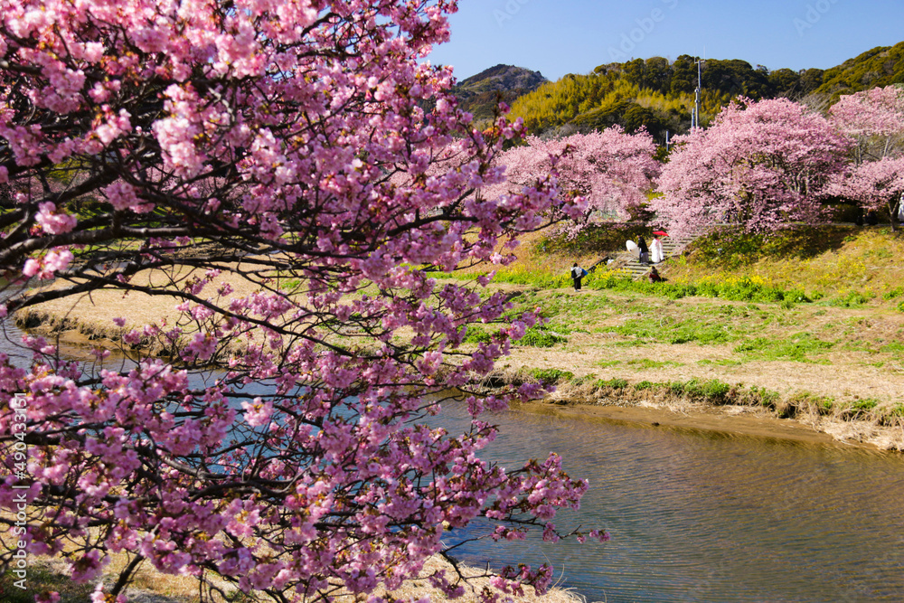 早春の南伊豆 青野川の河津桜 早春の南伊豆 青野川の河津桜