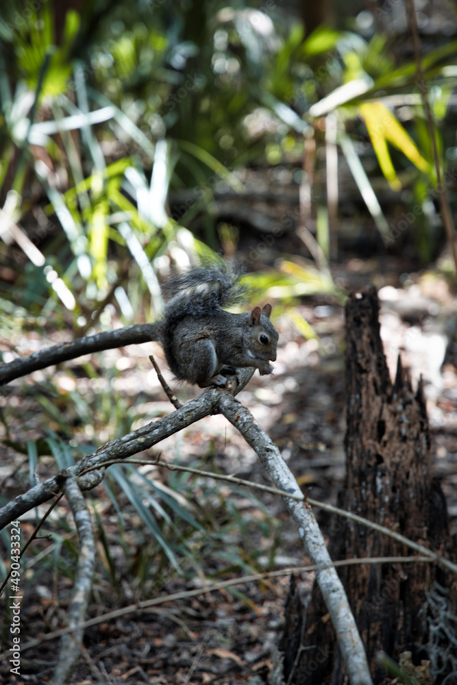Fototapeta premium Eastern gray squirrel in Forest