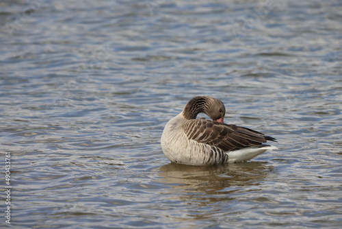 Greylag goose (Anser anser) in Japan