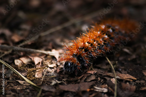 Caterpillar walking under a beam of light photo