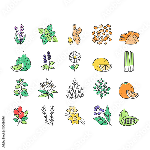 Aromatherapy Herbs Collection Icons Set Vector Illustration .
