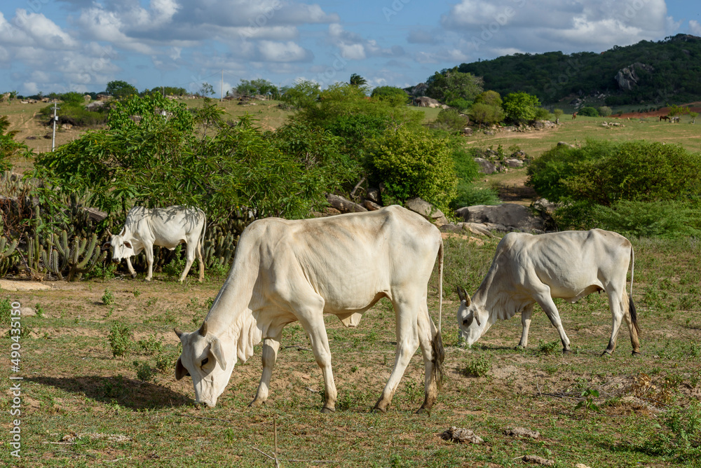 Livestock. Nellore cattle in the backlands of Paraiba, northeast region of Brazil. Livestock. Nellore cattle in the backlands of Paraiba, northeast region of Brazil.