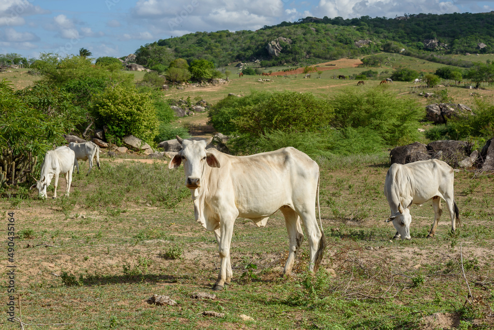Livestock. Nellore cattle in the backlands of Paraiba, northeast region of Brazil.