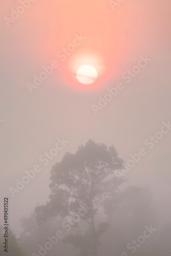 landscape scenery of sunrise over misty fog in rain forest