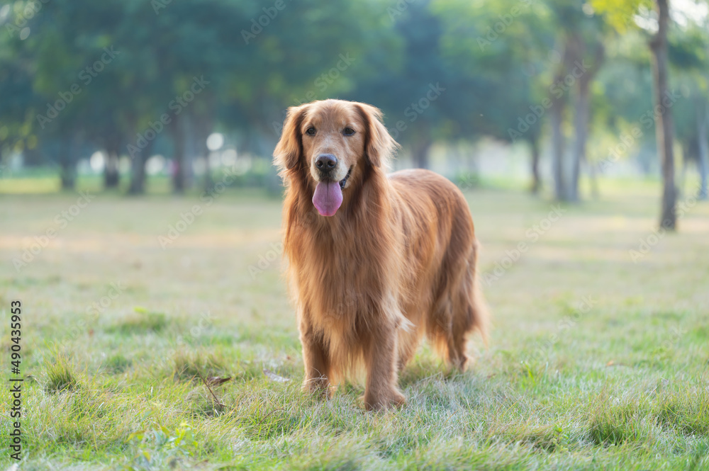 The Golden Retriever is playing on the park lawn