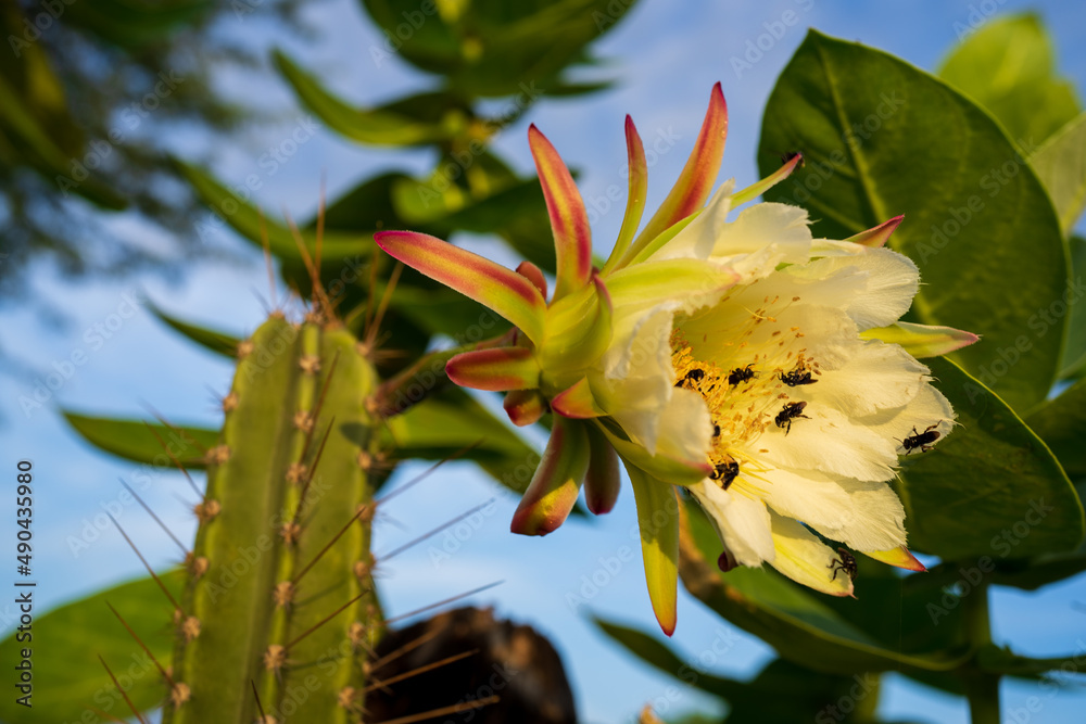 flor do mandacaru - cacto que floresce a noite Stock-Foto | Adobe Stock