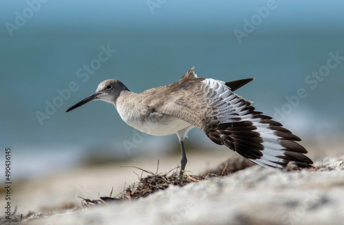 A willet sandpiper shorebird spreads its wings on the sandy beach shoreline in Florida.  photo