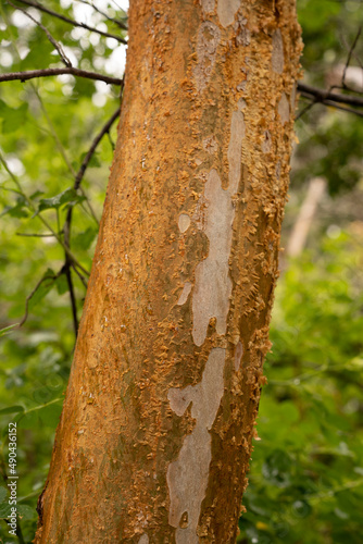 Exotic flora. Closeup view of Luma apiculata, also known as Arrayan, colorful red tree trunk growing in the forest.