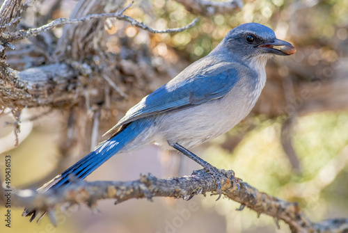A woodhouse's scrub jay formerly known as a western scrub jay, feeds on acorns dropped from a nearby tree. 