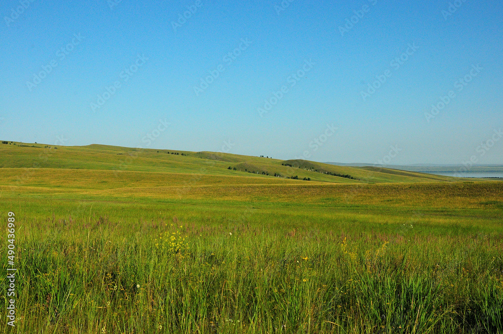 Hilly endless steppes overgrown with tall grass under a summer blue sky.