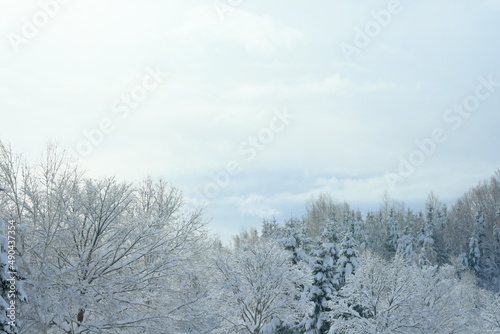 美しい冬の北海道の景観