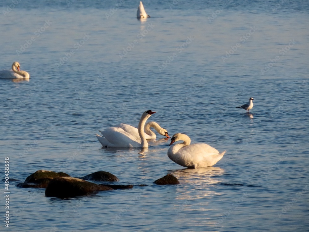 Flock of white swans standing on an islet or sand bank in bright sunny Baltic sea 