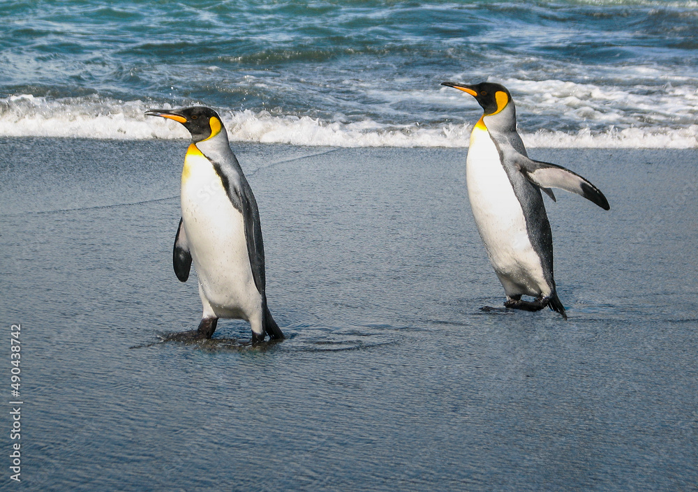 Fototapeta premium Penguins Strolling by the Sea, South Georgia Island