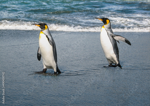 Penguins Strolling by the Sea, South Georgia Island