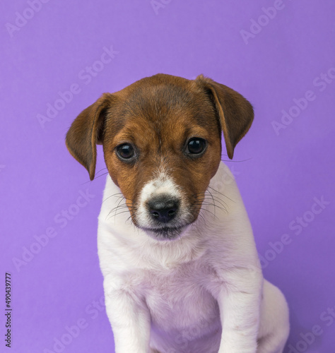 Portrait of a beautiful Jack Russell terrier puppy on a purple background.